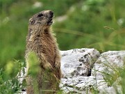 84 Marmotta sul sentiero in sentinella 'fischiante'